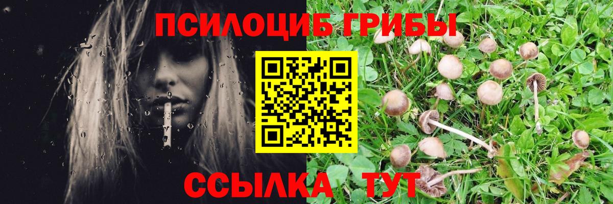 Псилоцибиновые грибы GOLDEN TEACHER Дубна